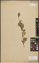 Foto von Salix phylicifolia L.